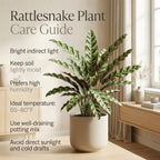 Calathea Rattlesnake Plant, 4" Pot, High-Vigor Low Maintenance Houseplant for Desks, Pet-Friendly Wavy Green & Purple Foliage