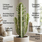 African Milk Tree, 3" Pot, Euphorbia Trigona Succulent with Striking Stems for Living Rooms, Easy to Care Decor
