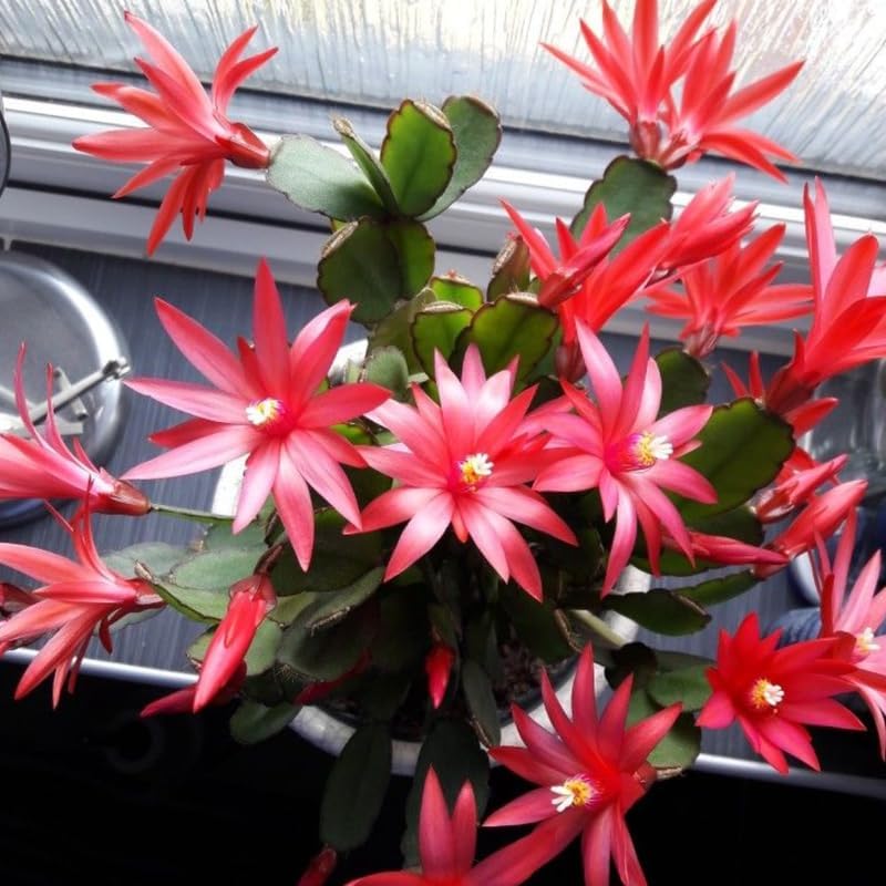 Red Easter Cactus Live Plants | Houseplant Succulent Cactus Flower Plant 3 Inch Tall | Blooming Holiday Cactus | Easy Care Easter Cactus Plants Live for Indoor Home Décor