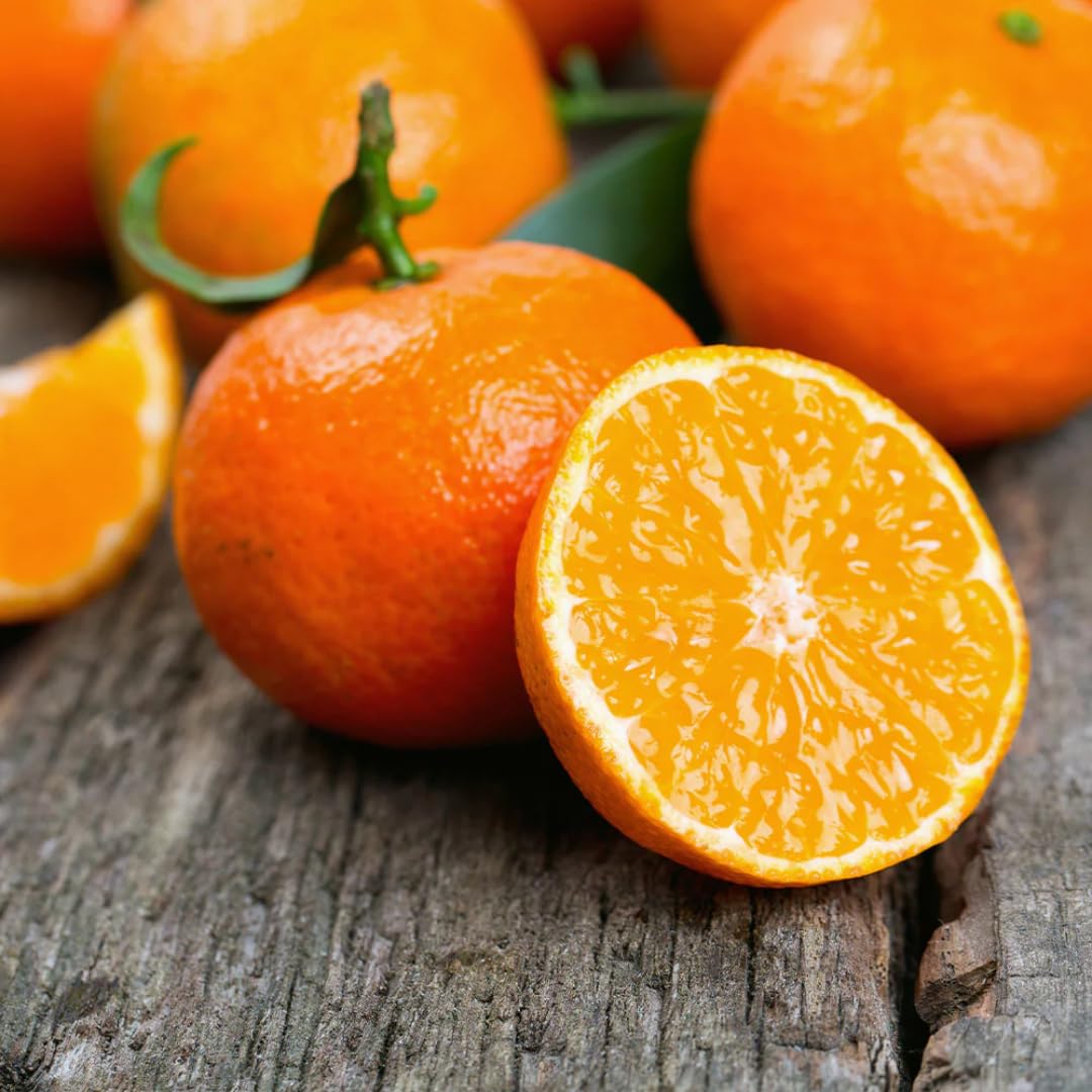 (No Ship to CA,HI,AK) Hamlin Orange Trees Live Plants| 1 Gallon Live Potted Citrus Plant | Sweet Juicy Fruit Tree for Indoor & Outdoor Spaces