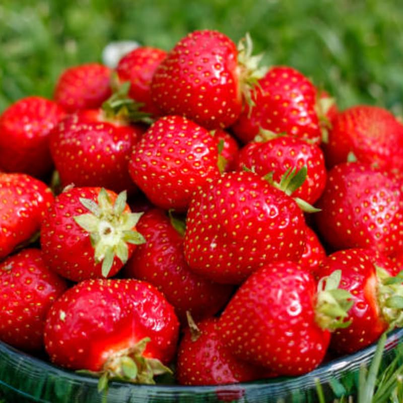 Strawberry Roots for Planting, Sparkle Strawberry, 50 Per Pack, Large Fruit Bearing Perennial, Junebearing Plants for Backyard and Garden