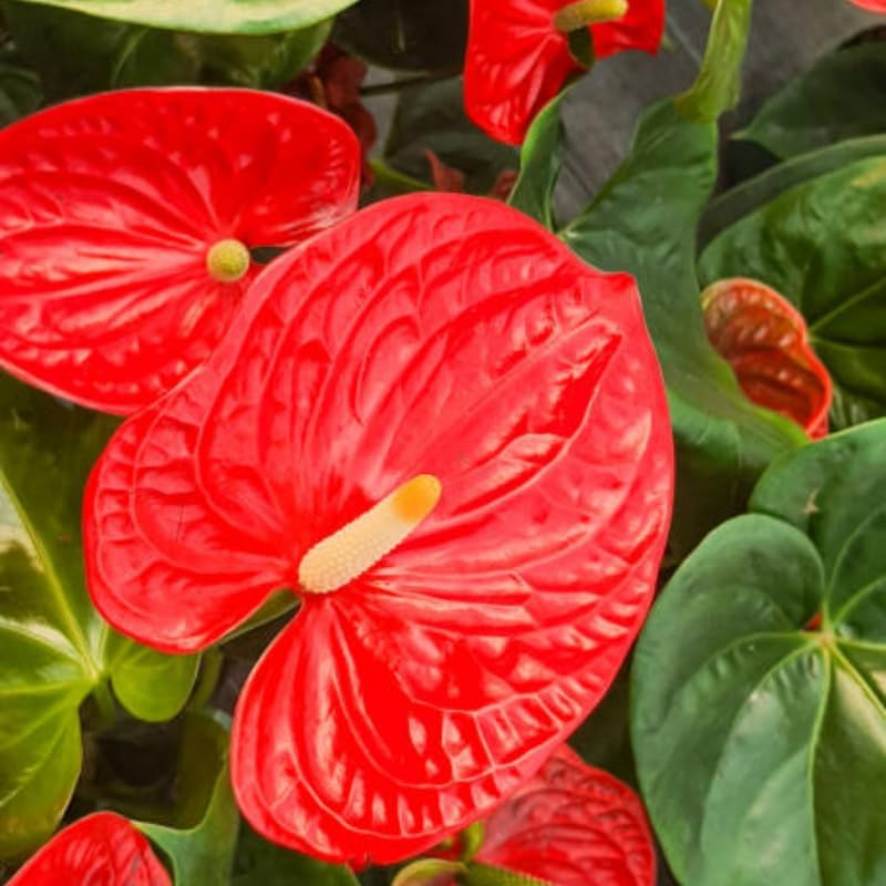 Anthurium Live Plant - Red Anthurium, Aturios Planta Viva in 4 Inch Pot, Air Purifying Flowering Indoor Houseplant, Home, Room, or Office Décor, Easy to Grow