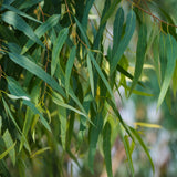 Live Eucalyptus Tree Plants – Medium Tall, Low Maintenance Lemon Eucalyptus Live Plant for Balcony, Sunroom and Window