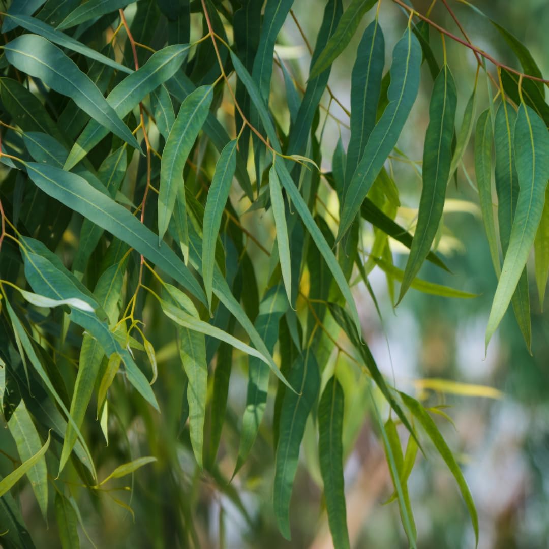 Live Eucalyptus Tree Plants – Medium Tall, Low Maintenance Lemon Eucalyptus Live Plant for Balcony, Sunroom and Window
