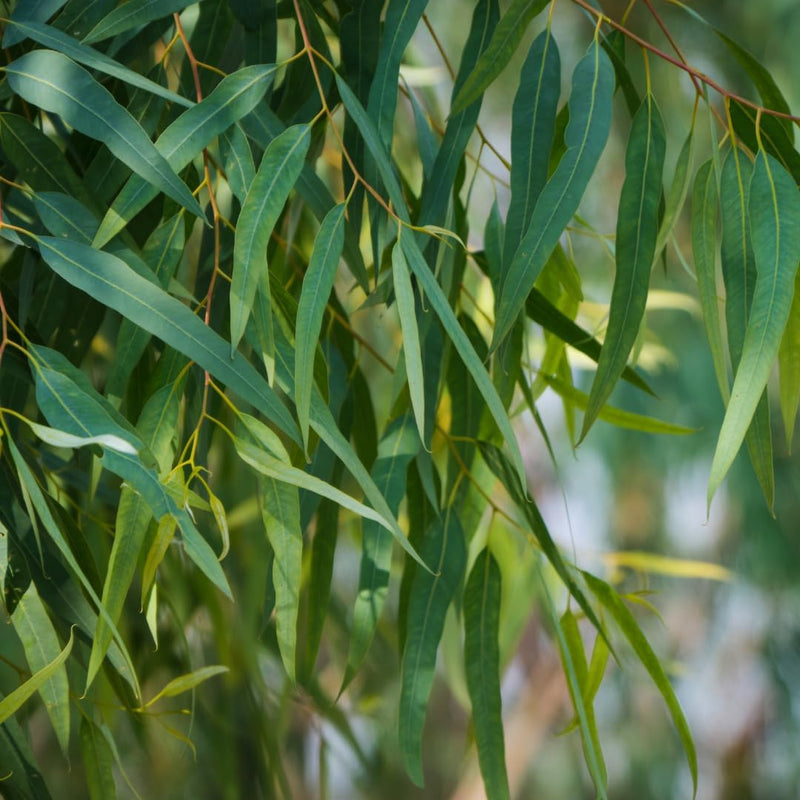 Live Eucalyptus Tree Plants – Medium Tall, Low Maintenance Lemon Eucalyptus Live Plant for Balcony, Sunroom and Window