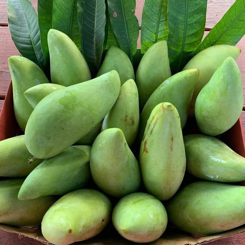Keo Savoy Mango Trees Live Plants | 2.5–3 Ft Tropical Mango Variety | Sweet, Juicy Mango Fruit Tree for Yard & Patio | No Ship to CA, HI, AK
