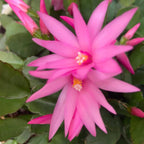 Christmas Cactus Plants Live in 4" Inch Pot | Unique Christmas Cactus Live Plants | Low-Maintenance Indoor Houseplant | Great Holiday Gift for Plant Lovers