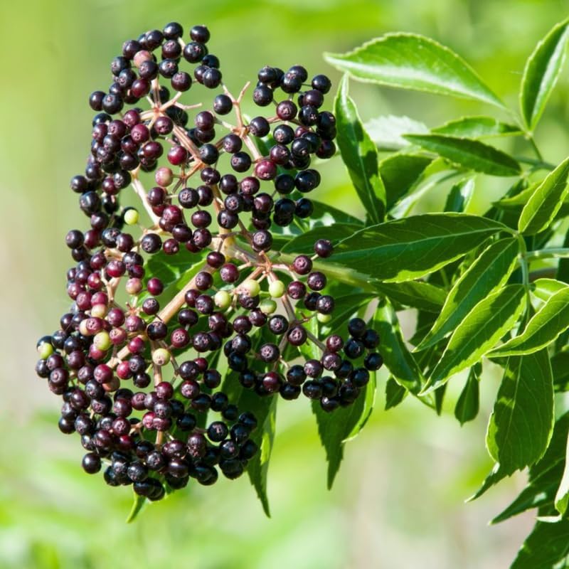 2 Elderberry Live Plants | 8-12 Inches Bare Root Rooted Cuttings | Black Sambucus Deciduous Fruit Shrub | Well-Rooted for Outdoor Garden and Landscape