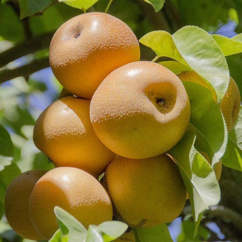 (No Ship to CA, HI, AK) Korean Giant Asian Pear | 3 Gallon Pot | 30-36 Inches Tall Live Fruit Tree | High-Yielding Crisp Sweet Fruit | Low Maintenance Tree for Landscapes