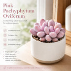 Succulent Plant Live, Pink Moonstone Succulent, 2" Potted Pachyphytum Oviferum, High-Vigor Low Maintenance Houseplant