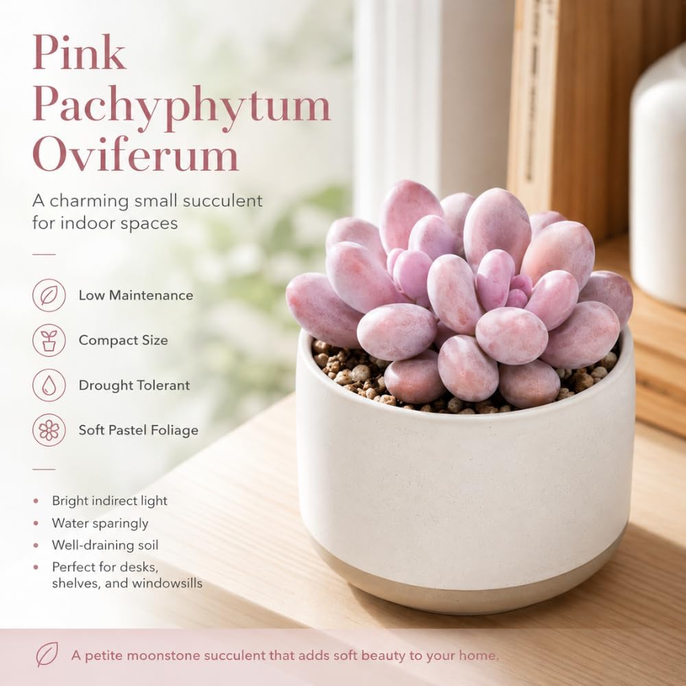 Succulent Plant Live, Pink Moonstone Succulent, 2" Potted Pachyphytum Oviferum, High-Vigor Low Maintenance Houseplant