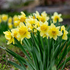 100 Wild Daffodil Bulbs, Well-Rooted Buttercup Bulbs, Vigorous Growth Habit with Showy Trumpet Blossoms for Home Landscapes