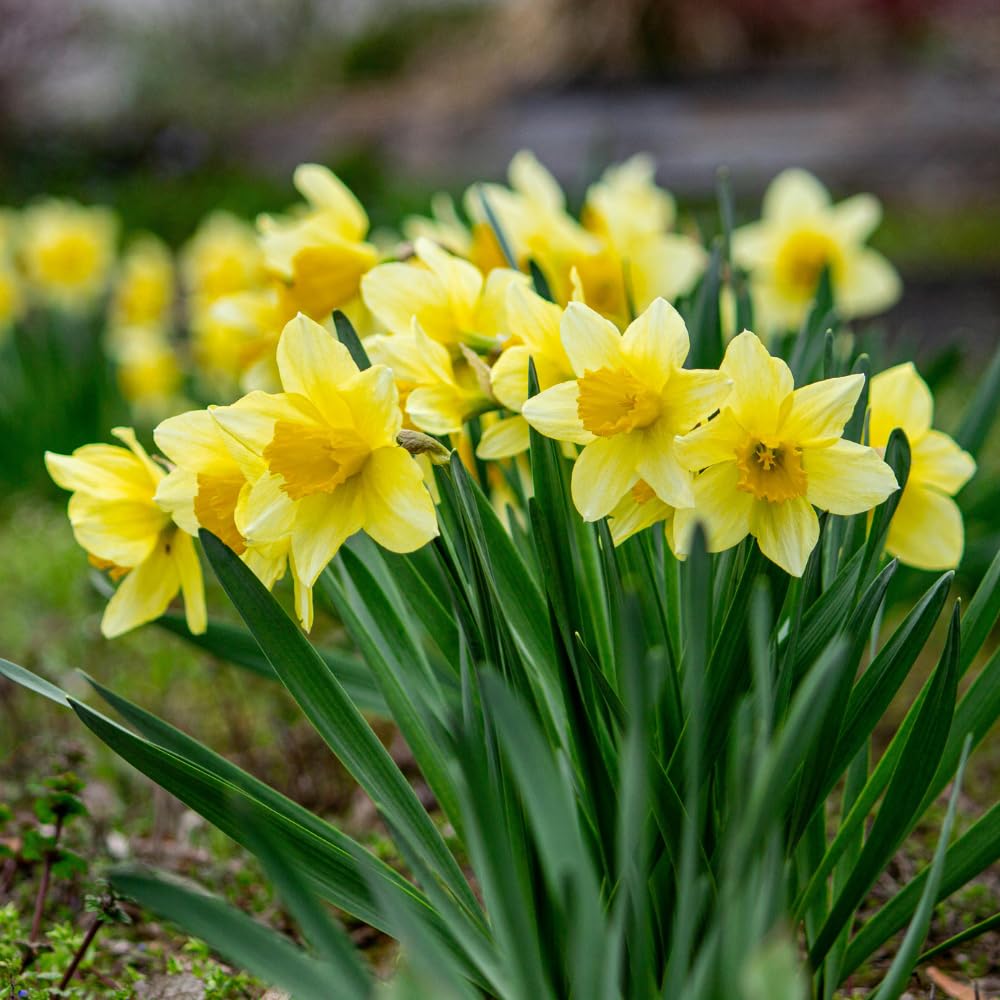 100 Wild Daffodil Bulbs, Well-Rooted Buttercup Bulbs, Vigorous Growth Habit with Showy Trumpet Blossoms for Home Landscapes
