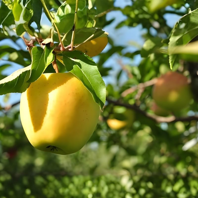 (No Ship to CA,HI,AK) Golden Delicious Apple Tree Live Plant, 5 Gallon Pot, Sweet Yellow Edible Fruit Tree for Home Orchards and Backyards