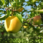 (No Ship to CA,HI,AK) Golden Delicious Apple Tree Live Plant, 5 Gallon Pot, Sweet Yellow Edible Fruit Tree for Home Orchards and Backyards