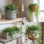 Peperomia Beetle Plant in 4'' Inch Pot, Low-Maintenance Peperomia Live Plant, Ideal Plant for Home & Office