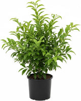 Red Finger Limes Fresh Trees | 1 Gallon Live Potted Citrus Plant | Unique, Juicy Citrus Trees for Indoor & Outdoor Spaces (No Ship to CA,HI,AK)