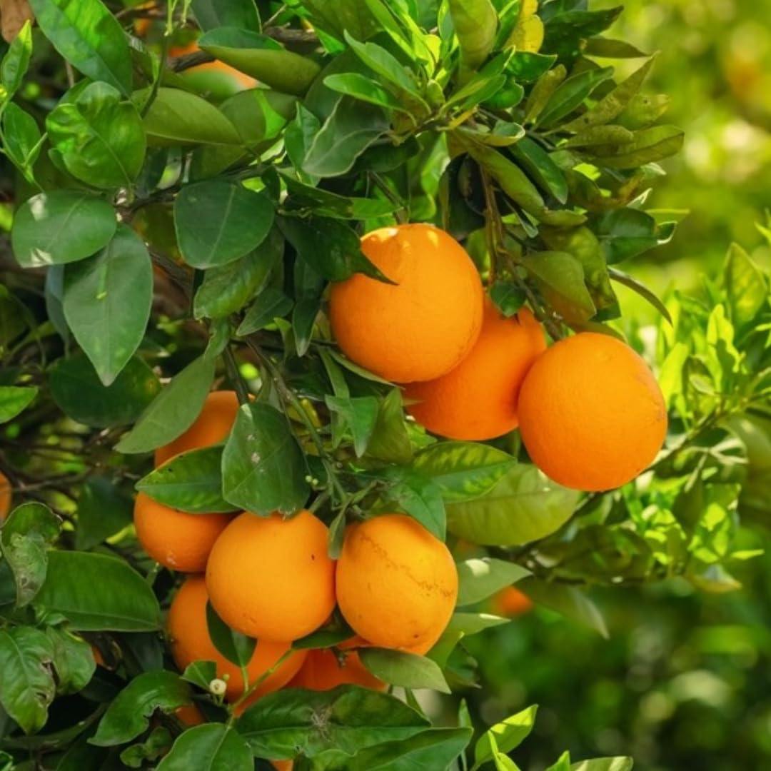 (No Ship to CA,HI,AK) Hamlin Orange Tree for Planting | 1 Gallon Live Citrus Plant | Easy-Grow Edible Fruit Tree for Home Gardens & Patios