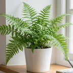 10 Cinnamon Ferns Live Plants Outdoor, Well-Rooted Rhizome Starters, Cold-Hardy Shade Plant for Home Landscapes and Large Pots