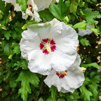 2 White Rose of Sharon Live Plant | 12–18 Inch Tall | Red Heart Althea Hibiscus Plant with Red Center Blooms | Flowering Shrub for Outdoor Garden & Landscape Use