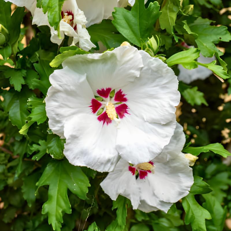 2 White Rose of Sharon Live Plant | 12–18 Inch Tall | Red Heart Althea Hibiscus Plant with Red Center Blooms | Flowering Shrub for Outdoor Garden & Landscape Use