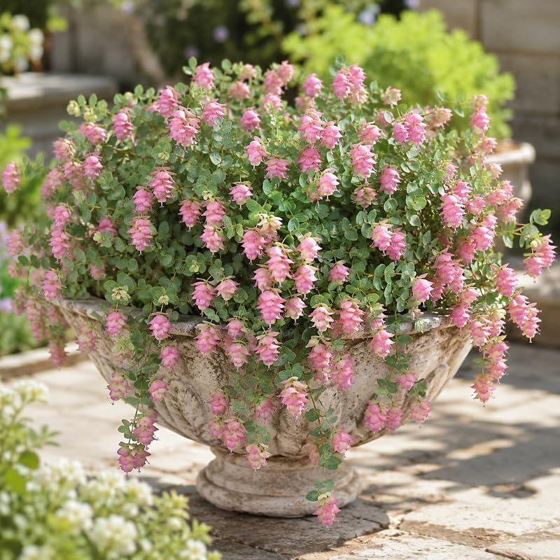 Ornamental Oregano Plant Live in Pot, 3-6" Tall Oregano Plant, Well Rooted, Cascading Fragrant Flowering Plant for Hanging Baskets and Gardens