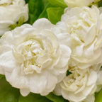 3 Count Jasmine Live Plant | Grand Duke of Tuscany Jasmine | Produce Fragrant Flowers | Live Jasmine Plant for Outdoor Garden or Home Office | 4 to 6 Inc