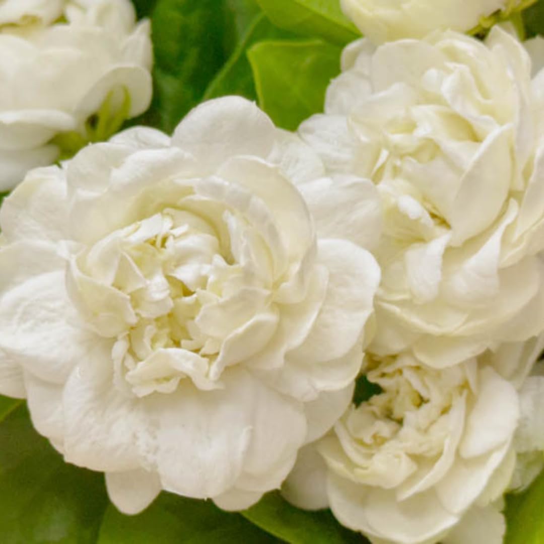 3 Count Jasmine Live Plant | Grand Duke of Tuscany Jasmine | Produce Fragrant Flowers | Live Jasmine Plant for Outdoor Garden or Home Office | 4 to 6 Inc