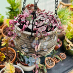 Pink Variegated String of Hearts Plant Live in 6" Pot | Rare Pink Ceropegia Woodii Variegata | Perfect for Beginners & Green Home Styling