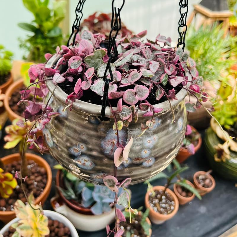 String of Hearts Plant Live | Different Houseplants in 4” Pot | Fast-Growing Trailing Houseplant | Perfect for Home & Office Decor | Suitable for Hanging Planters & Living Wall Displays