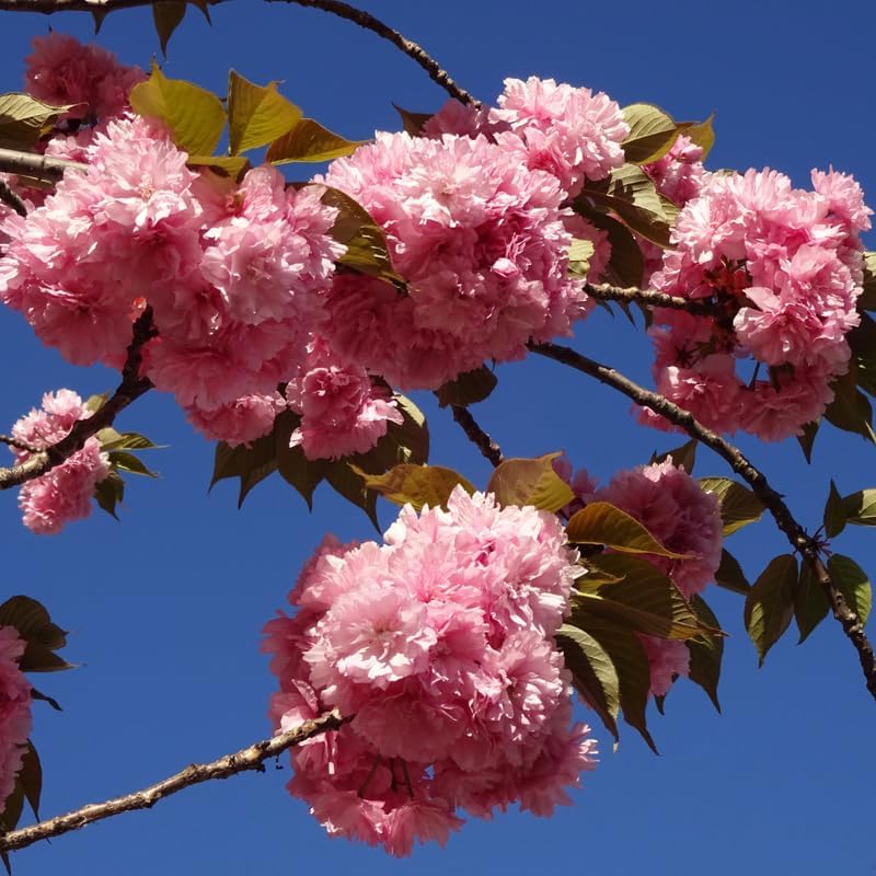 2 Kwanzan Cherry Tree, 6-12 Inch Tall, Easy Care, Hardy Ornamental Flowering Cherry Tree, Ideal for Yard, Garden & Landscape