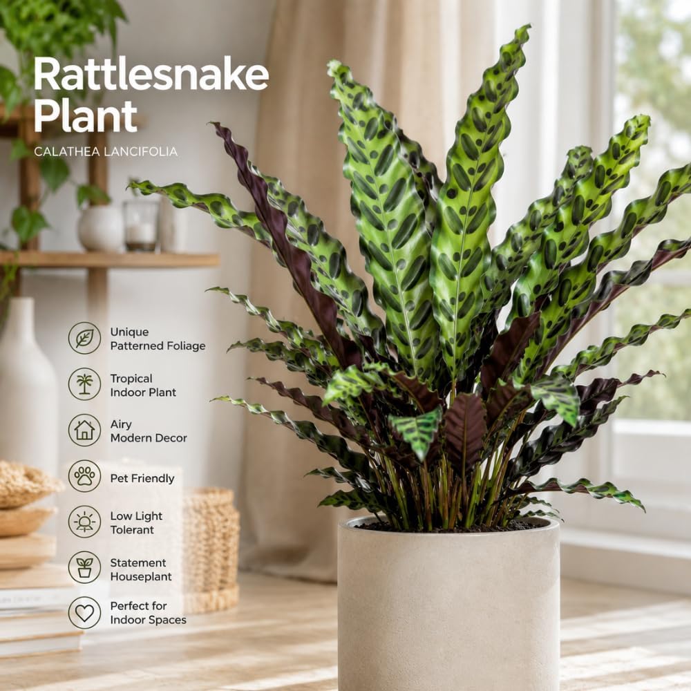 Calathea Rattlesnake Live Houseplant, 4 Inch Pot, Sturdy Low Maintenance Pet-Friendly Plant with Patterned Foliage for Home & Office Decor