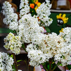 White Lilac Bush Live Plant in Medium Size Pot, Fast Growing Lilac Tree Live Plant, Fragrant Flowering Shrubs for Garden Landscaping