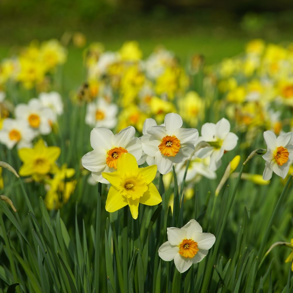 50 Wild Daffodil Bulbs, Lent Lily, Yellow Spring Flowering Perennial for Garden Borders, Cold-Hardy Narcissus for Early Spring Blooms