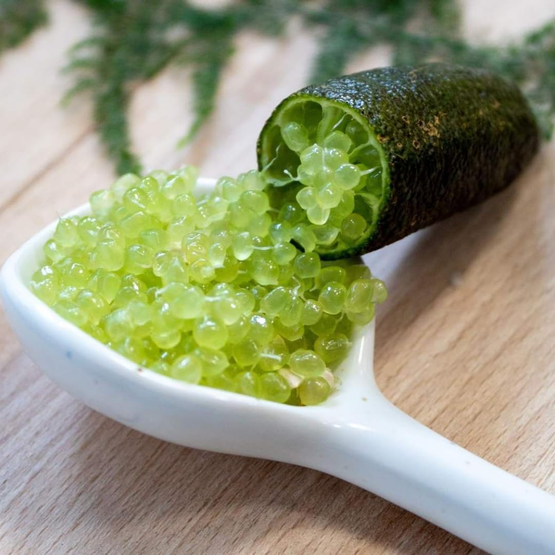 Red Finger Limes Tree Live Plant | 2.5–3 Ft Live Citrus Plant | Easy-to-Grow Citrus Tree for Home Gardens & Patios