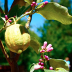 Pink Lemon Tree for Planting | 2.5–3 Feet Tall Live Potted Citrus Plant | Variegated Edible Indoor or Outdoor Fruit Tree for Home Gardens, Patios & Containers | No Ship to CA,HI,AK