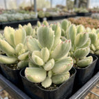 Live Succulent Plant, Variegated Bear Paws in 4" Pot, Vigorous Potted Cotyledon Tomentosa, Low Maintenance Plant for Home Office & Desk Decor
