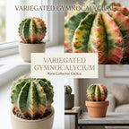 Variegated Gymnocalycium Cactus, 4" Pot, High-Vigor Low Maintenance Indoor Plant for Windowsills - Striking Pink & Yellow Ribbed Stem