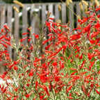 Fuchsia Plants Live, Gold and Red Foliage, 6-12 Inch Tall, Autumnale Variety, Trailing Flowering Plant, Ideal for Hanging Baskets