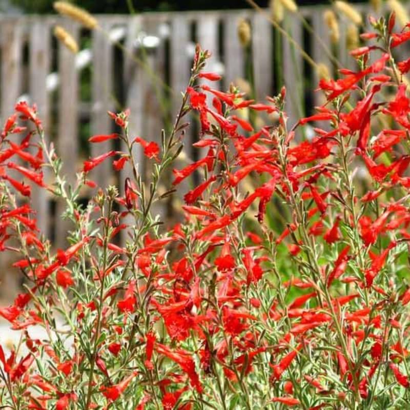 Fuchsia Plants Live, Gold and Red Foliage, 6-12 Inch Tall, Autumnale Variety, Trailing Flowering Plant, Ideal for Hanging Baskets