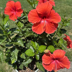 2 Red Althea Live Plants (Rose of Sharon) | 12–18 Inch Tall Flowering Trees | Red-Flowering Hibiscus Shrubs for Outdoor Planting, Landscaping & Garden Beds