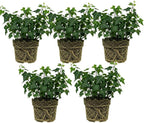 5 Baltic English Ivy Plants, Bare Root Ivy Vines Sub Zero, Fast-Growing Live Ground Cover Plants, for Inooor Display & Outdoor Landscaping
