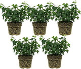 5 Baltic English Ivy Plants, Bare Root Ivy Vines Sub Zero, Fast-Growing Live Ground Cover Plants, for Inooor Display & Outdoor Landscaping