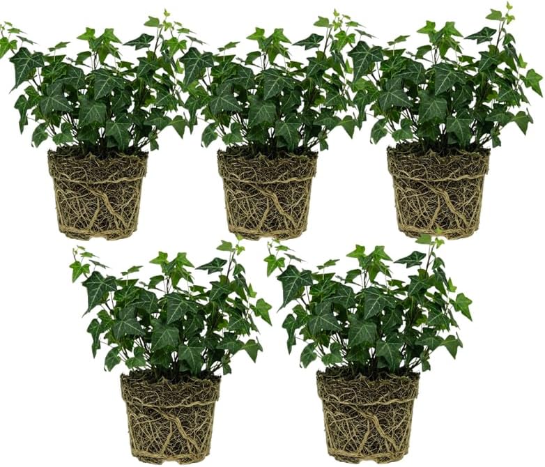 5 Baltic English Ivy Plants, Bare Root Ivy Vines Sub Zero, Fast-Growing Live Ground Cover Plants, for Inooor Display & Outdoor Landscaping