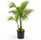 Live Coconut Tree for Planting | Green Coconut Plants | 2.5–3 Ft Tall Potted Tropical Plant | Hardy Fruit-Bearing Tree for Indoor or Outdoor Growing | No Ship to CA,HI,AK