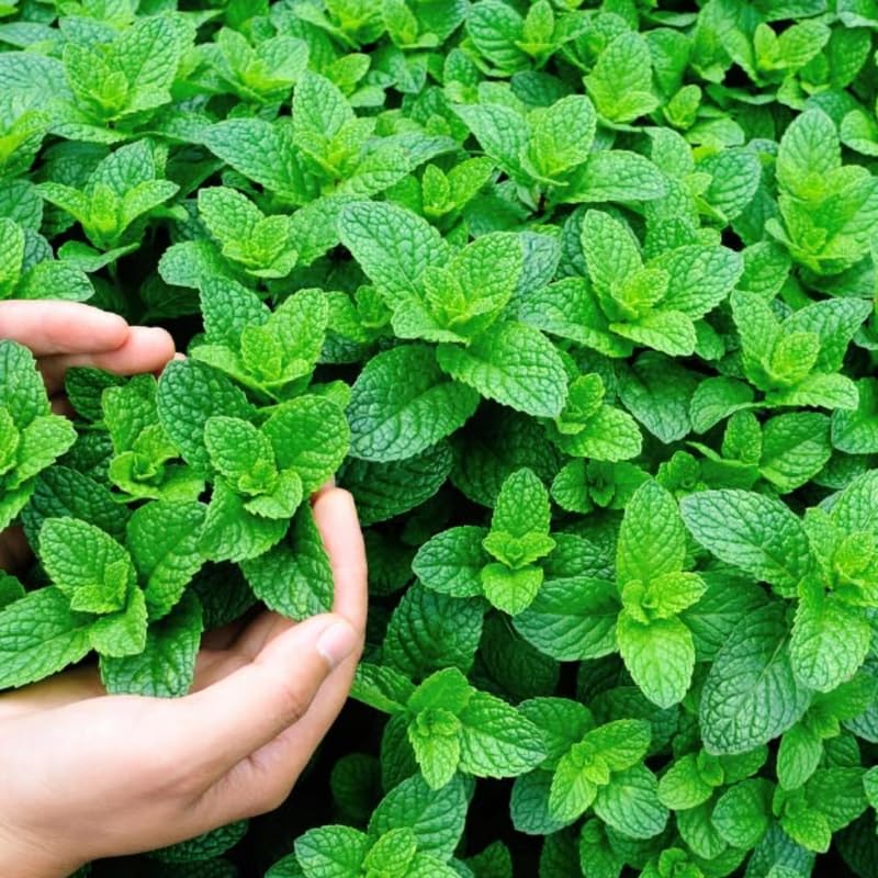 2 Spearmint Plant, 3" Pot, Fresh Herb Plants Live, Mint Plants for Inside Windowsills or Outdoor Garden Beds