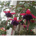 Fuchsia Plants Live, Gold and Red Foliage, 6-12 Inch Tall, Autumnale Variety, Fast Growing Deciduous Flowering Shrub, Well-Rooted Plant