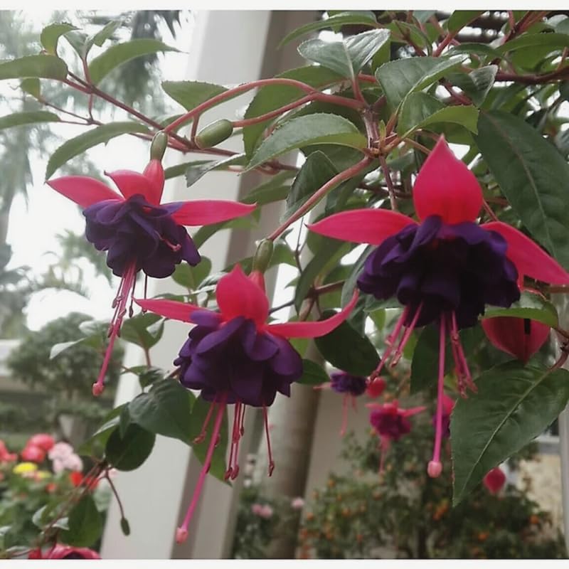 Fuchsia Plants Live, Gold and Red Foliage, 6-12 Inch Tall, Autumnale Variety, Fast Growing Deciduous Flowering Shrub, Well-Rooted Plant