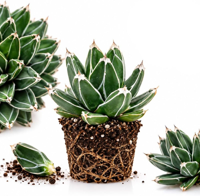 Porcupine Agave Live Plant, Agave lophantha Succulent