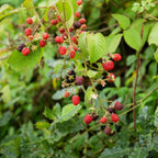 Red Raspberry Bushes Live Plant, 7 Inch Tall Bare Root Seedling, Rubus Idaeus Edible Berry Shrub, Summer Fruiting Plant for Backyard and Garden
